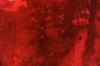 Apocalipsis IV